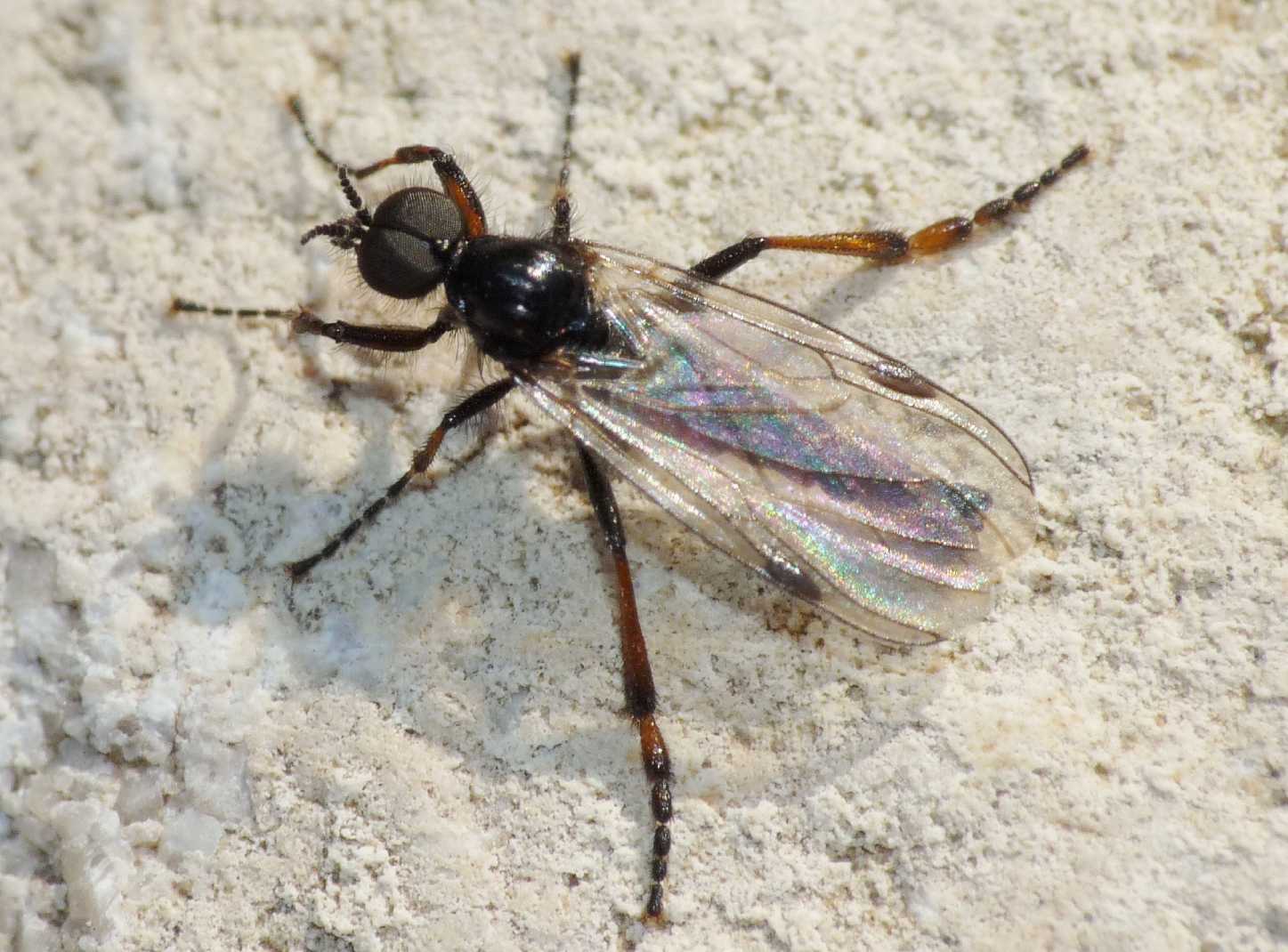 Bibio femoralis (Bibionidae), maschio